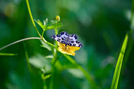 Attēlu rezultāti vaicājumam “Epirrhoe tristata imago”