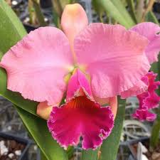 Attēlu rezultāti vaicājumam “Scardia boletella exuvia”