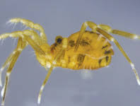 Attēlu rezultāti vaicājumam “Sternorrhyncha”