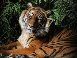 Afbeeldingsresultaat voor tijgers