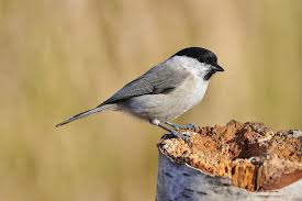 Attēlu rezultāti vaicājumam “Poecile palustris adult”