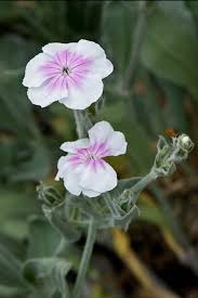 Image result for Lychnis coronaria