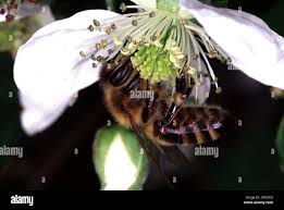 Image result for Rubus sectio