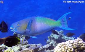 Image result for Scarus rubroviolaceus