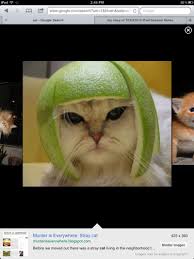 Image result for limecat