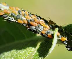 Attēlu rezultāti vaicājumam “Aphis farinosa”