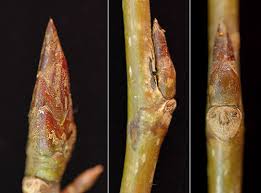 Attēlu rezultāti vaicājumam “Populus nigra Italica”