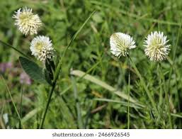 Attēlu rezultāti vaicājumam “Trifolium montanum flower”