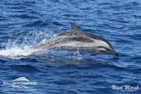 Image result for Stenella coeruleoalba