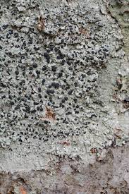 Attēlu rezultāti vaicājumam “Mycoblastus sanguinarius”