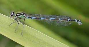 Attēlu rezultāti vaicājumam “Coenagrion pulchellum male”