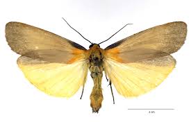 Attēlu rezultāti vaicājumam “Lithosia quadra”