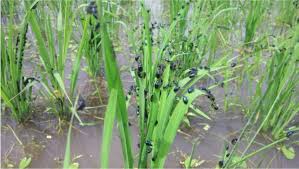 Attēlu rezultāti vaicājumam “Zicrona caerulea”