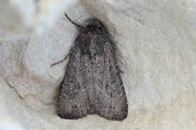 Attēlu rezultāti vaicājumam “Apamea ophiogramma”