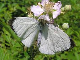 Attēlu rezultāti vaicājumam “Pieris brassicae male”