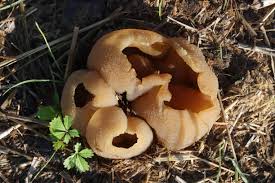 Attēlu rezultāti vaicājumam “Peziza vesiculosa”