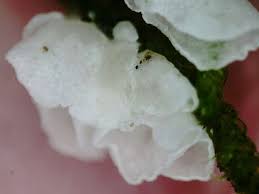 Attēlu rezultāti vaicājumam “Arrhenia retiruga”