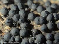 Attēlu rezultāti vaicājumam “Rosellinia desmazieri”