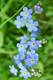 Image result for Vergissmeinnicht