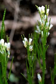 Attēlu rezultāti vaicājumam “Arabis hirsuta flower”