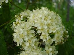Attēlu rezultāti vaicājumam “Sorbus aucuparia flower”