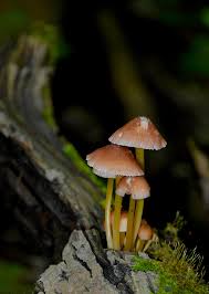 Attēlu rezultāti vaicājumam “Mycena renati”