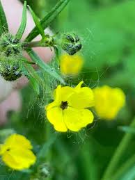 Attēlu rezultāti vaicājumam “Milesina murariae”