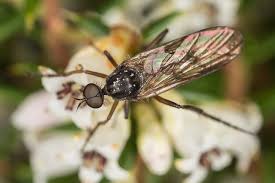 Attēlu rezultāti vaicājumam “Empididae”