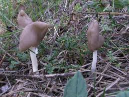 Attēlu rezultāti vaicājumam “Helvella elastica”