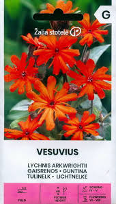 Attēlu rezultāti vaicājumam “Silene x arkwrightii Vesuvius”