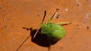 Attēlu rezultāti vaicājumam “Palomena prasina imago”