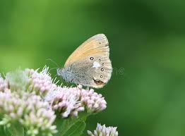 Attēlu rezultāti vaicājumam “Coenonympha glycerion underside”