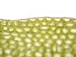 Attēlu rezultāti vaicājumam “Tortula subulata sporophyte”