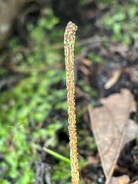 Attēlu rezultāti vaicājumam “Physarum luteolum macro”