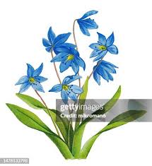 Attēlu rezultāti vaicājumam “Scilla siberica bud”