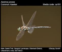 Attēlu rezultāti vaicājumam “Aeshna juncea male”