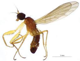 Attēlu rezultāti vaicājumam “Empididae”