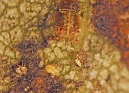 Attēlu rezultāti vaicājumam “Psylla alni nymph”