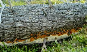 Attēlu rezultāti vaicājumam “Perenniporia subacida”