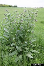 Attēlu rezultāti vaicājumam “Cynoglossum officinale fruit”