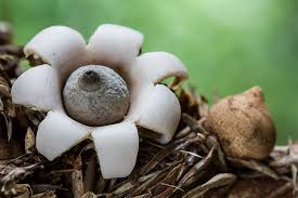Attēlu rezultāti vaicājumam “Geastrum”