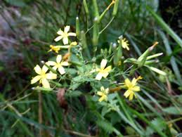 Attēlu rezultāti vaicājumam “Mycelis muralis flower”