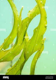 Attēlu rezultāti vaicājumam “Potamogeton trichoides leaf”