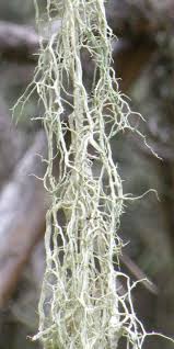 Attēlu rezultāti vaicājumam “Evernia divaricata”