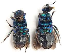 Attēlu rezultāti vaicājumam “Hedychrum sp.”