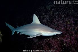 Image result for Carcharhinus plumbeus