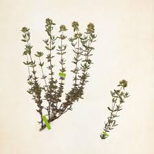 Image result for Thymian