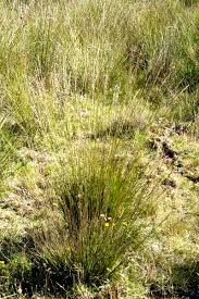 Attēlu rezultāti vaicājumam “Hypenodes humidalis”