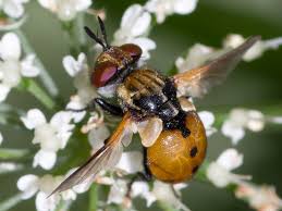 Attēlu rezultāti vaicājumam “Gymnosoma sp.”