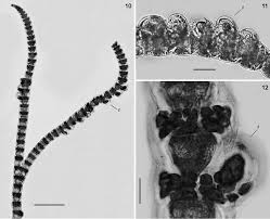 Attēlu rezultāti vaicājumam “Ceramium sp.”